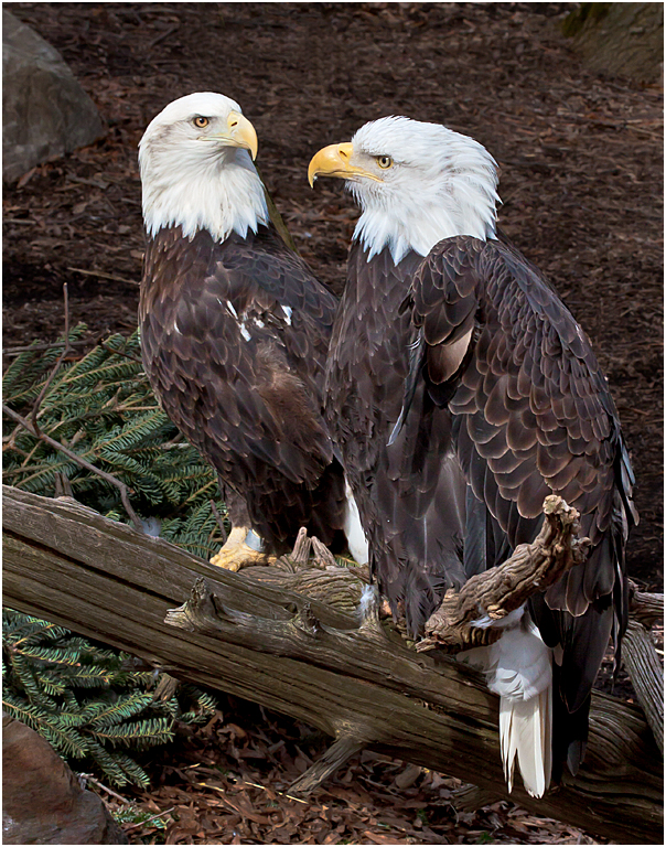 Van Saun Zoo 2013 8459 (Pair of Eagles)   P O'Malley